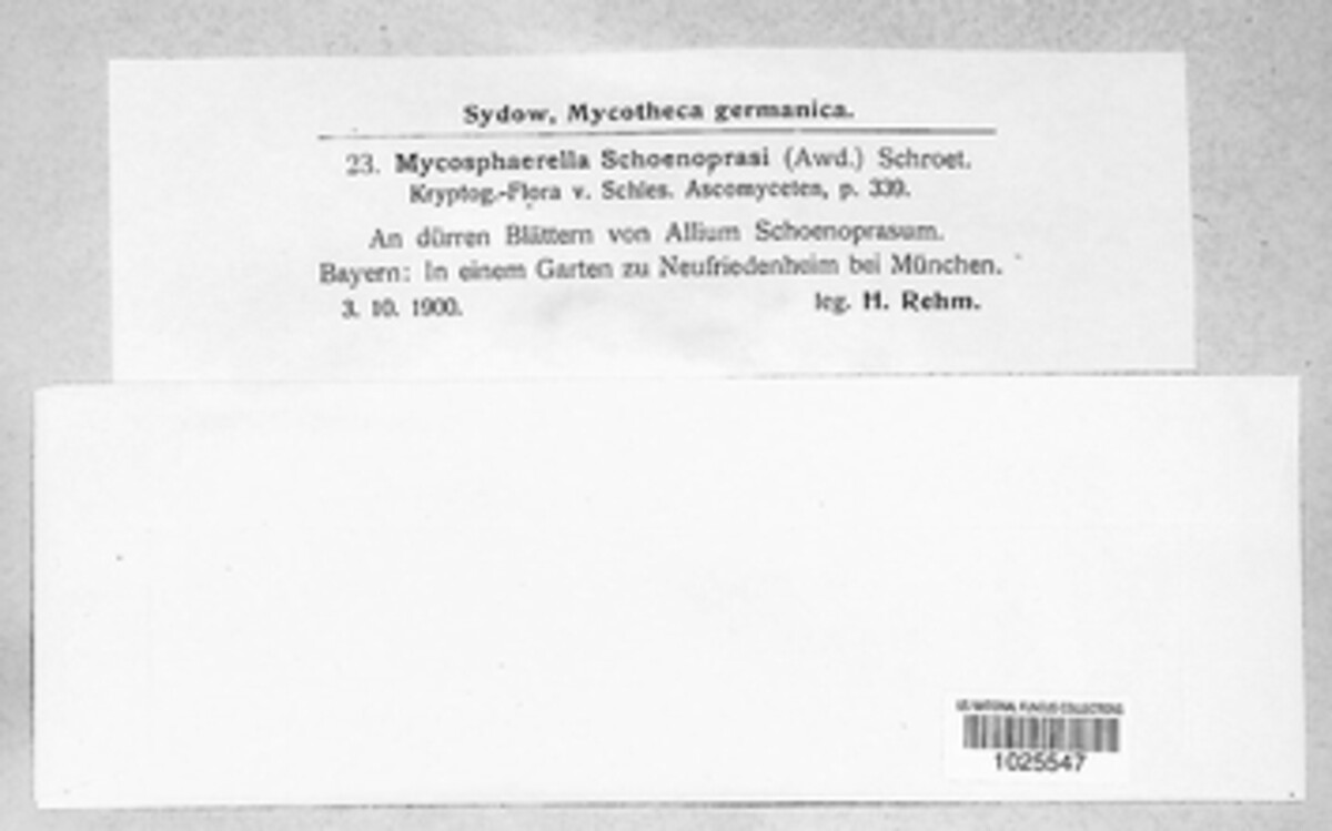 Mycosphaerella tassiana image